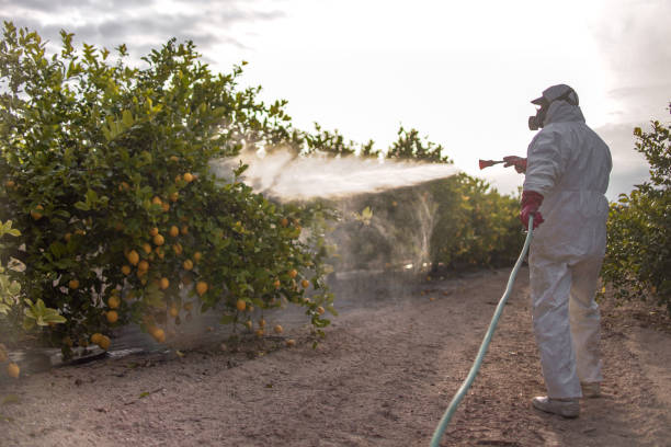 Best Pest Removal Services  in Brighton, IL