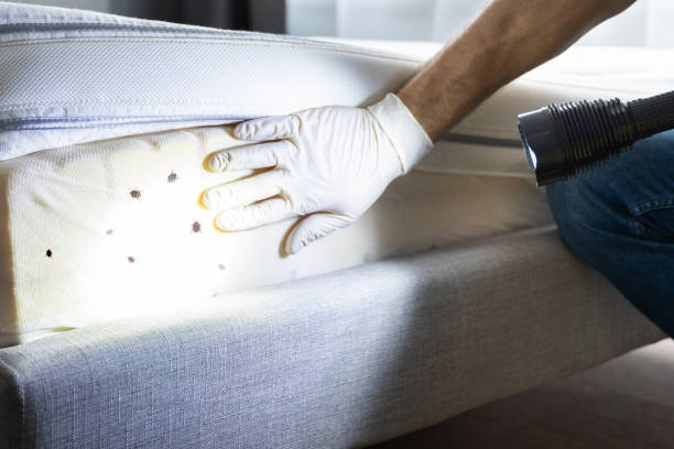 Pest Prevention Services in Brighton, IL