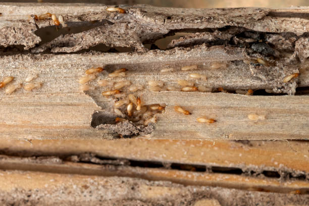 Best Emergency Pest Control  in Brighton, IL
