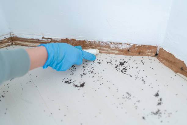 Best Best Pest Control Companies  in Brighton, IL