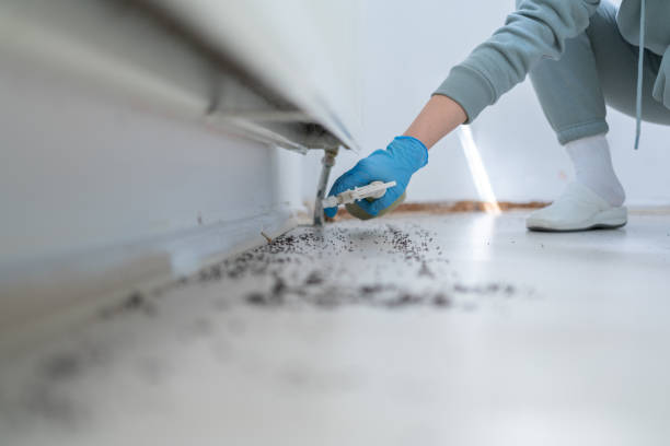 Best Rat Extermination Near Me  in Brighton, IL